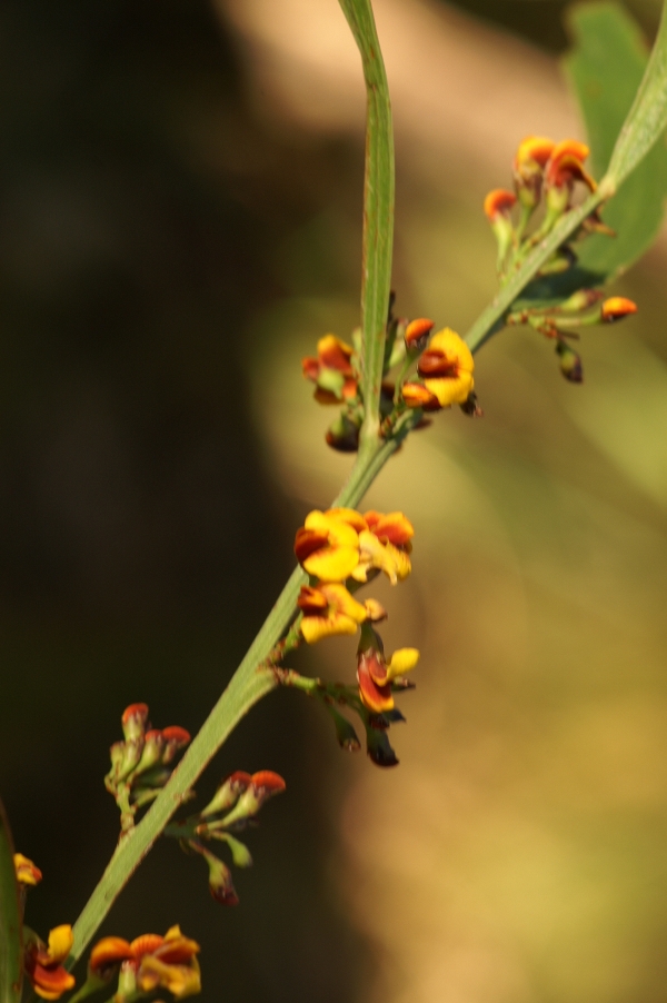 Daviesia leptophylla